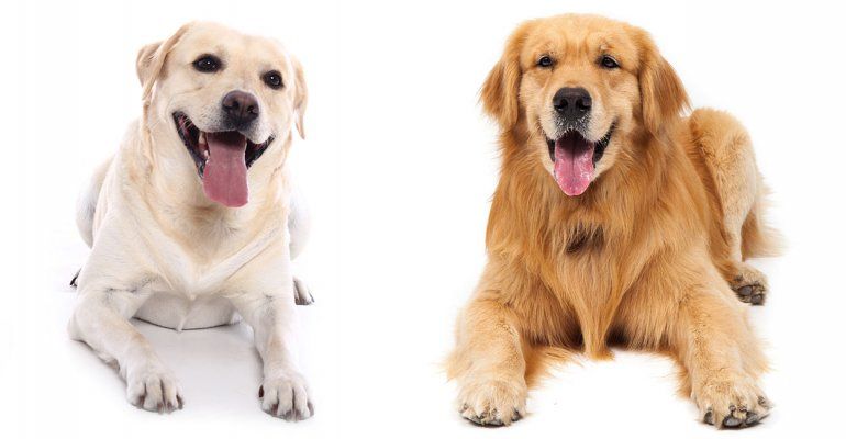 Labrador - Golden