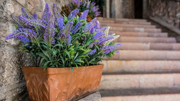 Cuáles son las plantas más resistentes al frío.&nbsp;