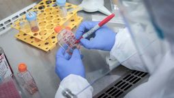 El brote de zika de 2015-2016 en Brasil y otros países de las Américas provocó un incremento en los abortos espontáneos y una constelación de defectos de nacimiento.