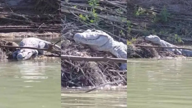 Salta: inspeccionan el río Arias tras el hallazgo de yacarés y alertan por el mascotismo