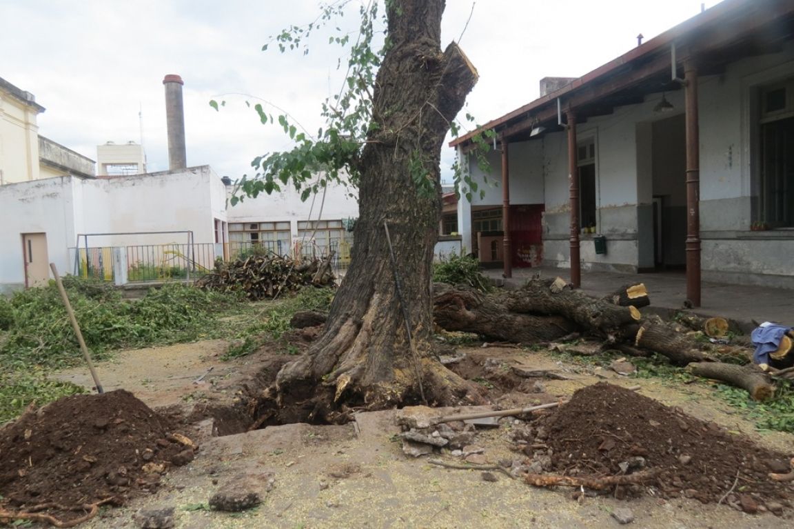 Mora de la Escuela Belgra
