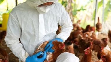 Detectan el primer caso en Europa de gripe aviar A en humanos.