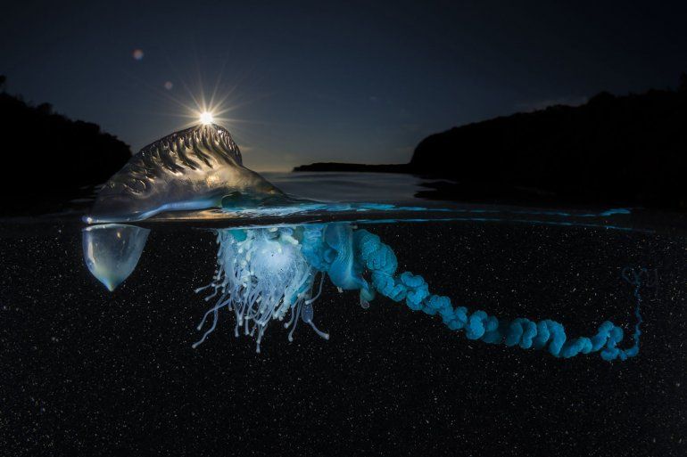 Una carabela portuguesa se acerca a la playa en una mañana de verano; miles de estas medusas se lavan en la costa oriental de Australia cada año.