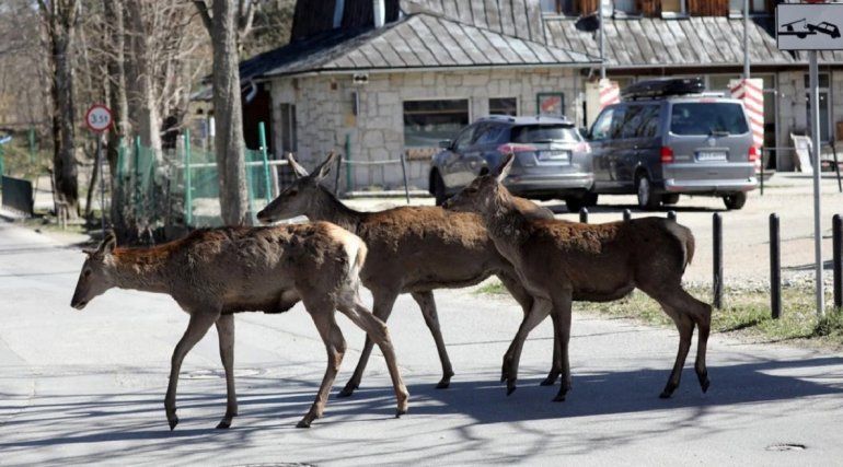 Animales en las ciudades2.jpg