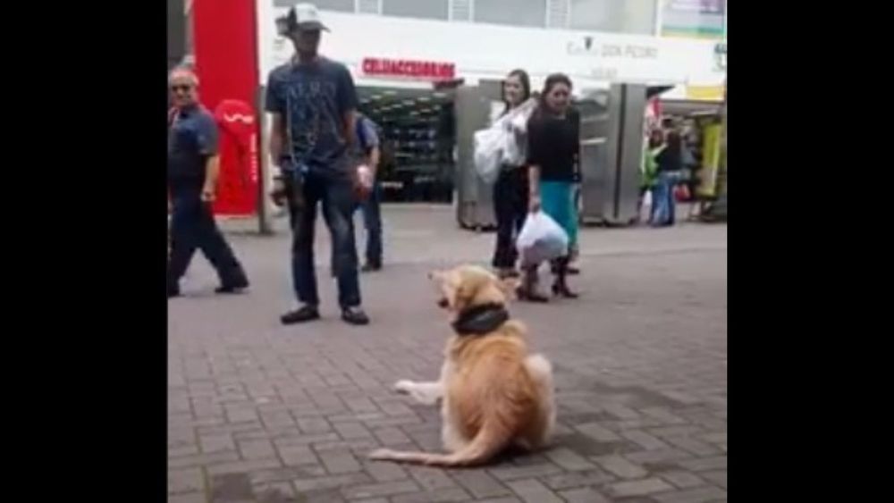 Furor en las redes por un perro que sabe hacer cuentas matemáticas