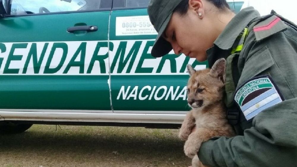 Puma encontrado