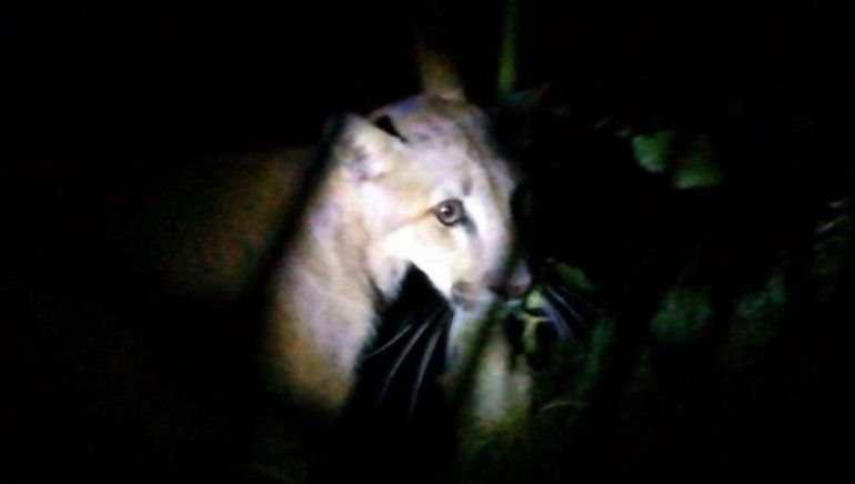 panico-locura-casa-tafi-viejo-sintieron-ruido-era-puma-30-kilos-825531-082959.jpg