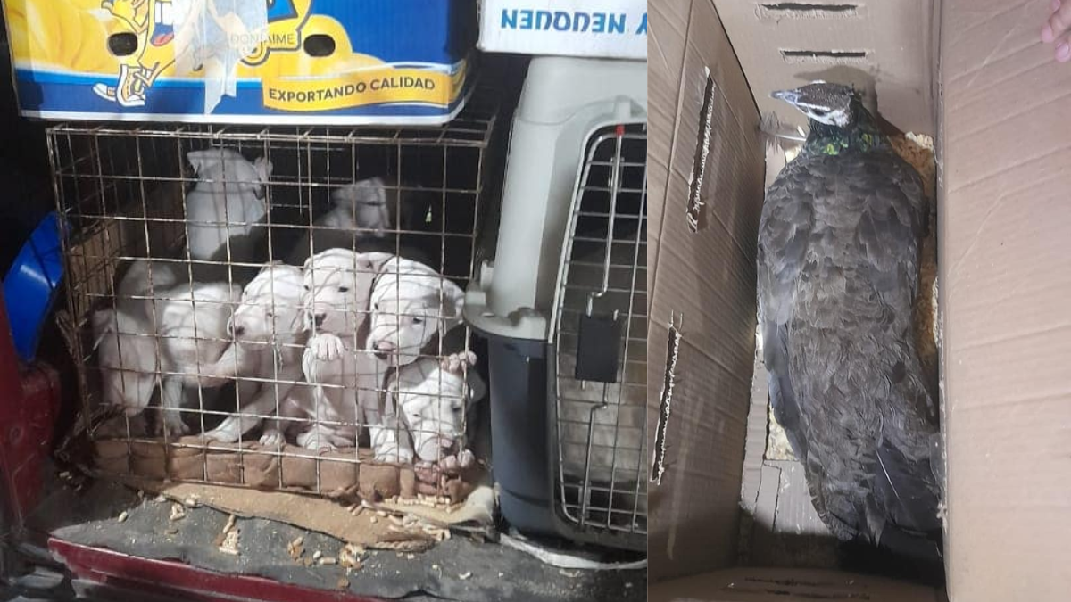 19 dogos y 11 aves faisanes fueron rescatadas antes de ser traficadas.
