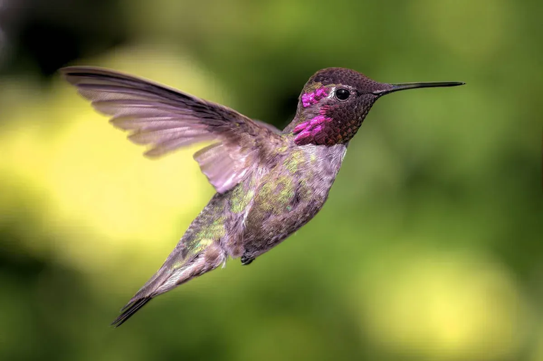 Qué significa la llegada de un colibrí a mi casa?