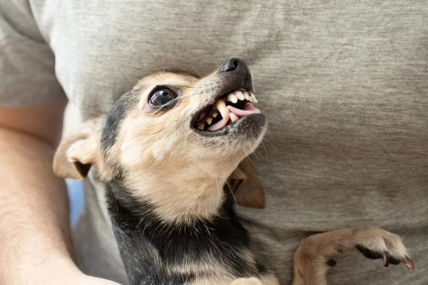 Por qué mi mascota me gruñe o reacciona con agresividad.&nbsp;