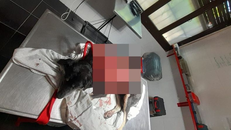 Taty, la perrita despellejada viva, no resistió y murió al recibir la atención veterinaria