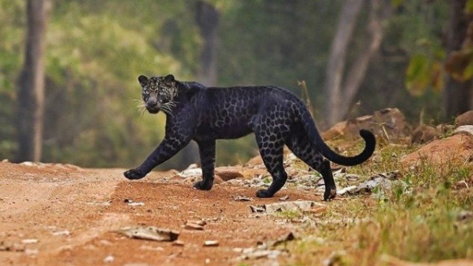 Leopardo negro: una belleza extra&ntilde;a