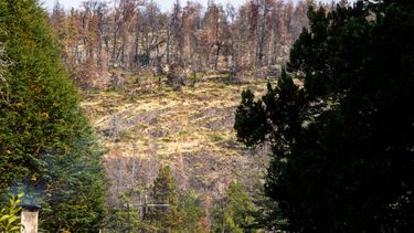 Qué es la restauración activa, el método para recuperar los bosques patagónicos después de los incendios. Qué es la restauración activa, el método para recuperar los bosques patagónicos después de los incendios.