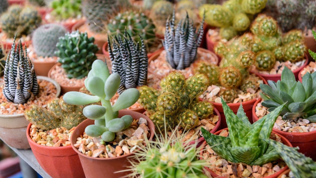 trespa cactus green Green Cactus Pear