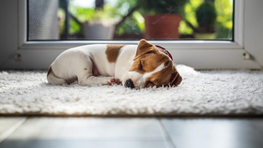 Por qué mi mascota duerme mucho: todos los detalles.&nbsp;