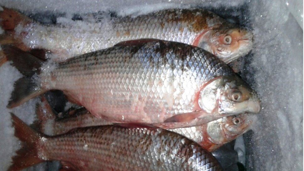 Uno de los productos más elegidos para comer es el pescado ¿Cómo lo preparás?