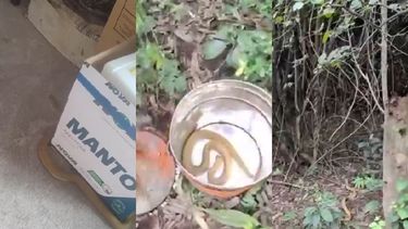 Encontraron una serpiente en Monterrico: estaba dentro de un depósito de cajas