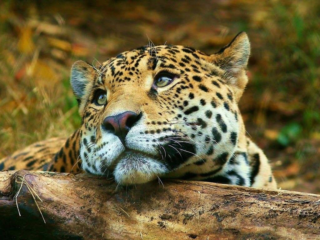 Fauna Salvaje