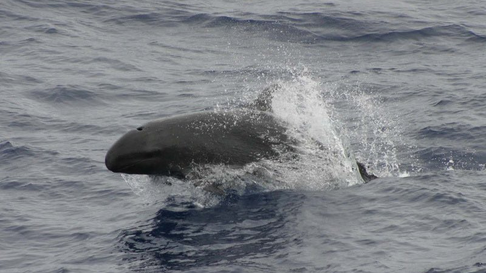 Todo Jujuy | wholphin