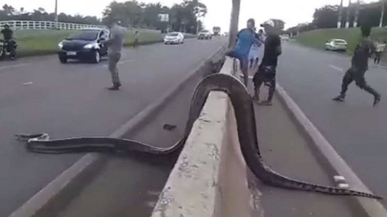 Una serpiente intentaba cruzar una autopista y un hombre detuvo el tráfico para protegerla