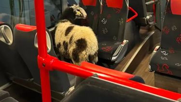 Una oveja se escapó de su casa y terminó viajando en colectivo.