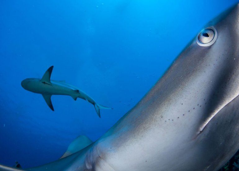 Típicamente una especie tímida, un tiburón de arrecife del Caribe investiga una cámara activada a distancia en el área protegida marina Gardens of the Queen de Cuba.