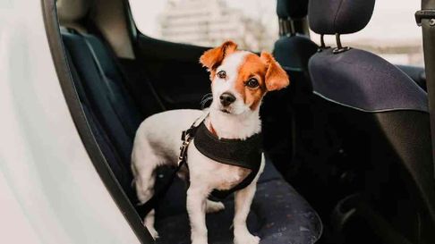 Todo Jujuy | Viajar con tu mascota: lo que tenés que saber antes de salir