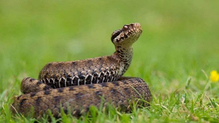 Alimañas: cómo ahuyentar a una serpiente que entró a la casa.&nbsp;