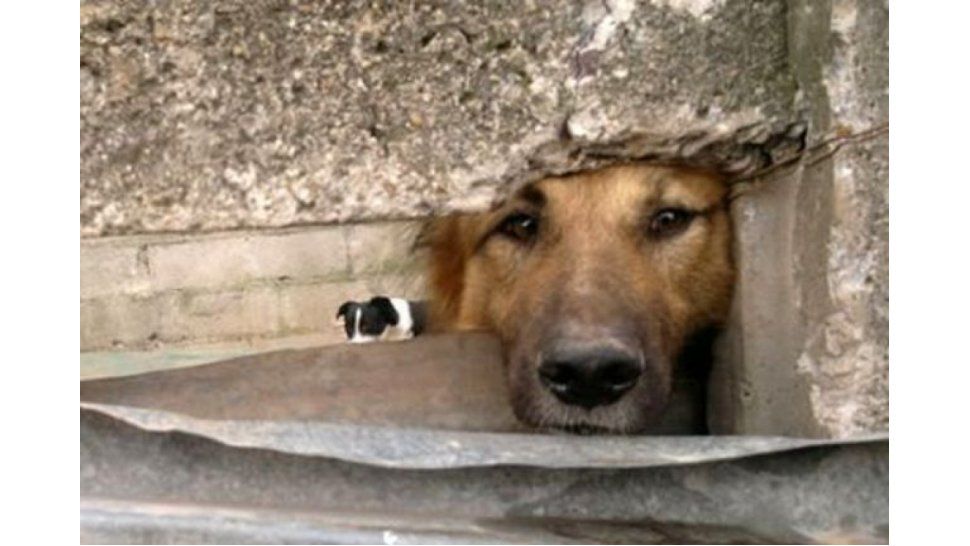 Perro