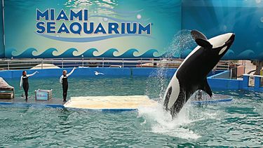 Miami: liberaron a la orca Lolita tras 52 años en cautiverio.&nbsp;