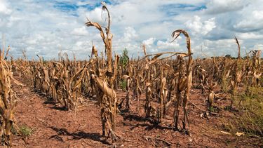 El cambio climático, causado por la actividad humana, ha acelerado la frecuencia con que ocurren las sequías repentinas.