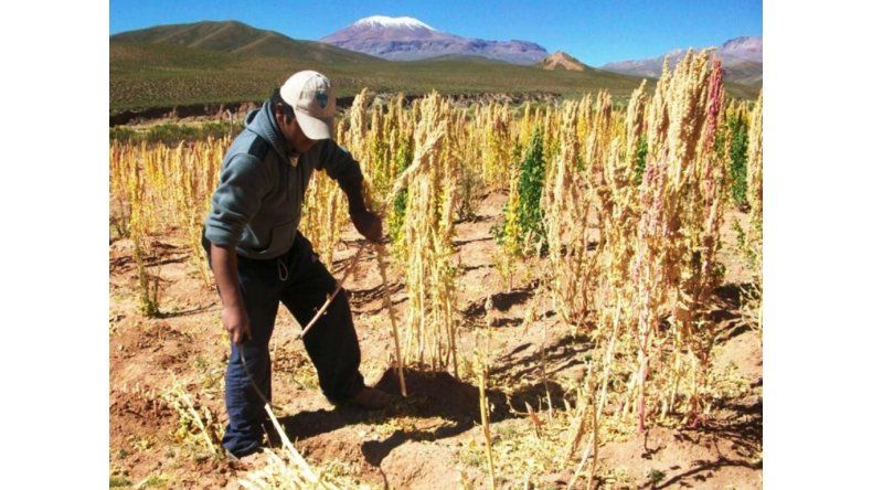 Cultivos de la Quinua en la región
