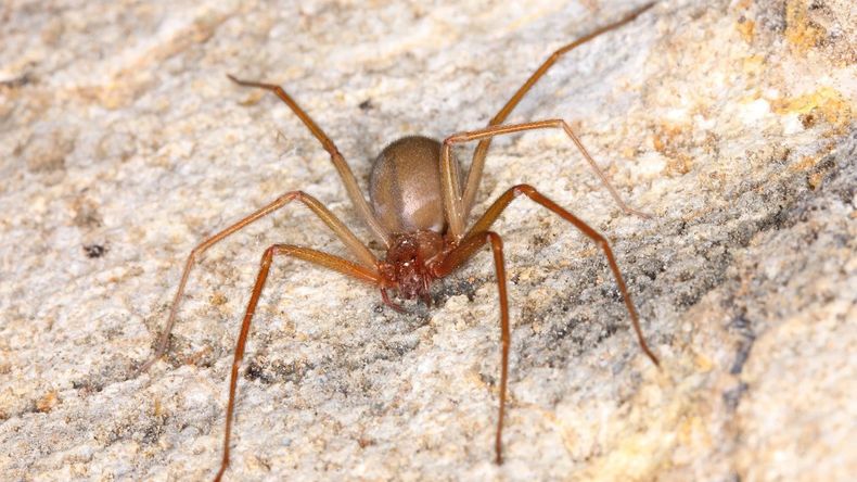 En la ciudad bonaerense de Lincoln una beba falleció tras haber recibido la picadura de una araña de rincón.&nbsp;