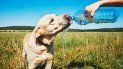 Consejos importantes para cuidar a los perros del calor. Consejos importantes para cuidar a los perros del calor.