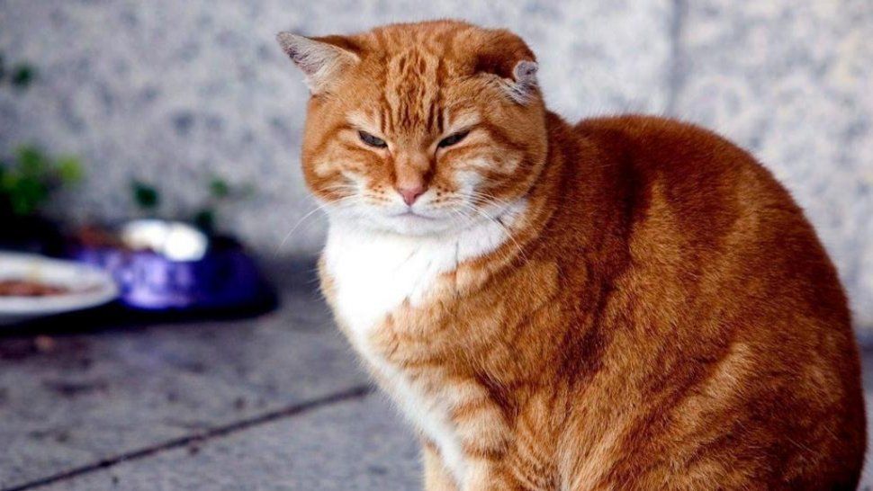 Gato