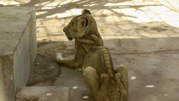 Desgarradoras imágenes de cinco leones maltratados y desnutridos en Sudán