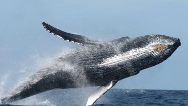 Islandia dejará la caza de ballenas desde 2024