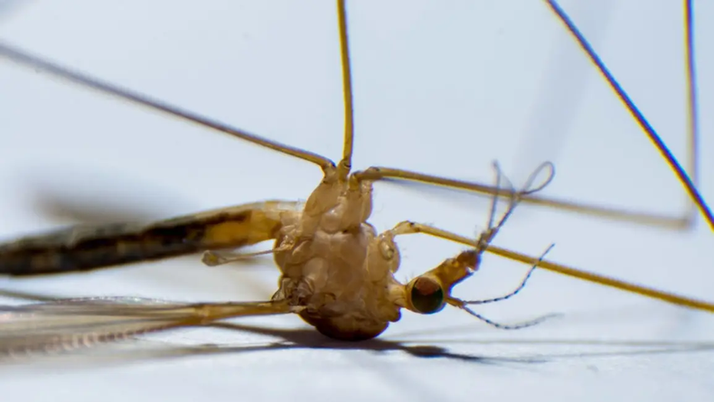 Casos de chikungunya en Salta.