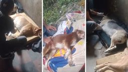 Terrible caso de maltrato animal.