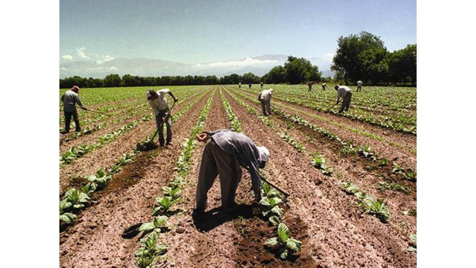 Producción tabacalera