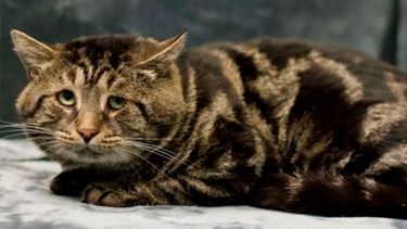 La increible transformación de un gatito deprimido que fue adoptado.&nbsp;