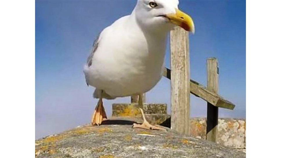 Gaviota