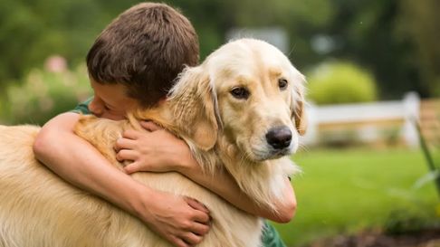Todo Jujuy | La ley que protege a los animales del maltrato y la crueldad