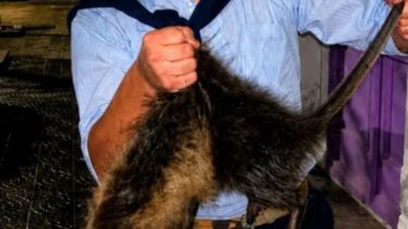 Repudiable caso de maltrato animal en Bahía Blanca. Repudiable caso de maltrato animal en Bahía Blanca.
