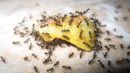 Comidas que más atraen a las hormigas