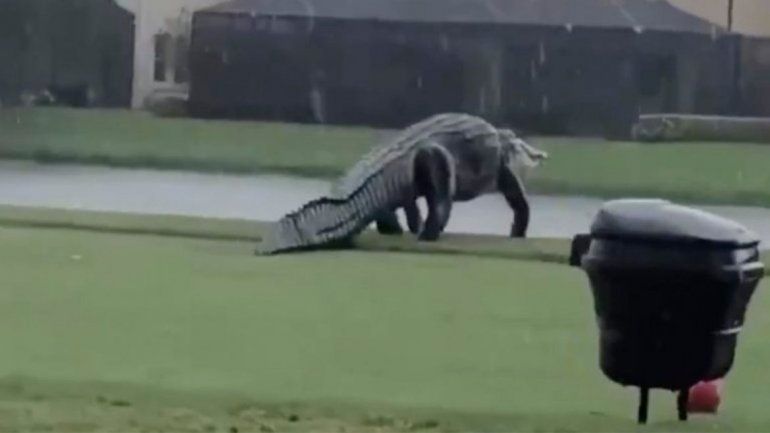 Un caimán gigante apareció en una cancha de golf