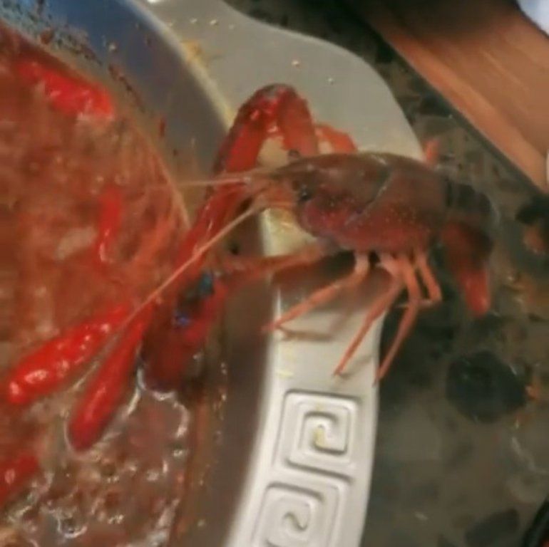 cangrejo.png