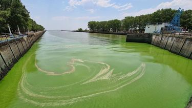 Hay alerta naranja por cianobacterias en el Río de la Plata.&nbsp;