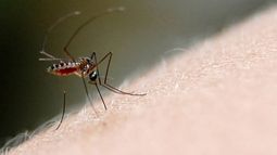 Jujuy registra 98 casos de chikungunya y un caso de dengue Jujuy registra 98 casos de chikungunya y un caso de dengue