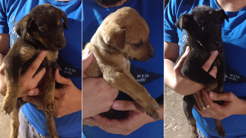 Todo Jujuy | Perritos abandonados.png